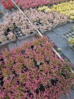 Heidepakketten te koop, Tuin en Terras, Volle zon, Vaste plant, Herfst, Ophalen