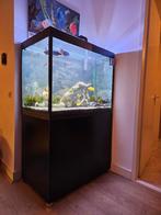 Maatwerk aquarium moet snel weg voor de hoogste bieder, Ophalen, Zo goed als nieuw, Gevuld zoetwateraquarium