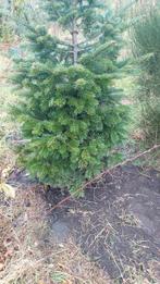 Nordmann kerstbomen 1-2 meter, Schuinesloot, Tuin en Terras, Ophalen of Verzenden, Volle zon, Overige soorten, 100 tot 250 cm