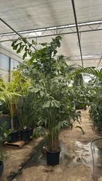 Caryota mitis / fishtail palm 270cm volle plant, Ophalen, Overige soorten, Minder dan 100 cm