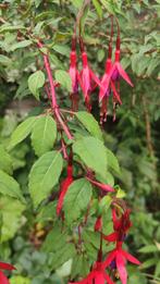 Fuchsia Beltsjeblom, Ophalen, Overige soorten, Minder dan 100 cm