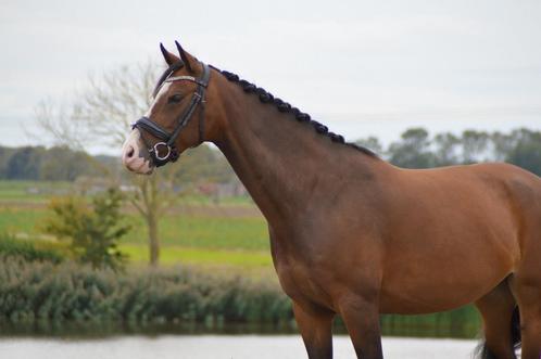Myatosca HBC, Dieren en Toebehoren, Paarden, Merrie, L, 160 tot 165 cm, 7 tot 10 jaar, Springpaard, Met stamboom, Gechipt, Ontwormd