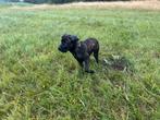 Presa canario 20 weken zoekt een gouden mandje, Dieren en Toebehoren, Overige rassen, CDV (hondenziekte), 8 tot 15 weken, Meerdere