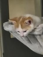 Kittens, Meerdere dieren, Kortharig, 0 tot 2 jaar