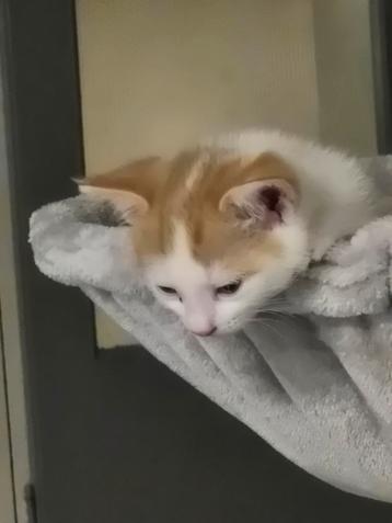 Kittens  beschikbaar voor biedingen