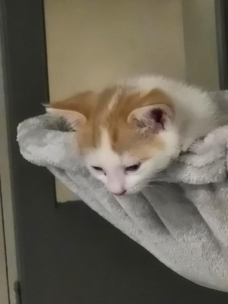 Kittens, Dieren en Toebehoren, Katten en Kittens | Overige Katten, Kortharig, Meerdere dieren, 0 tot 2 jaar