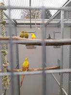 1 pastel berg parkiet lutino 2× pastel  parkiet  split lutin, Mannelijk, Parkiet