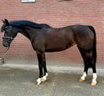Topfijne kinderpony D pony, Merrie, Gechipt, Dressuurpony, 11 jaar of ouder