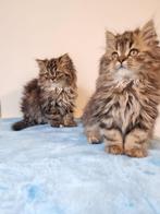 Longhair British Kittens, Dieren en Toebehoren, Katten en Kittens | Raskatten | Korthaar, Poes, Ontwormd, 0 tot 2 jaar