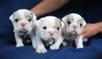 New English bulldog pups, Dieren en Toebehoren, Honden | Bulldogs, Pinschers en Molossers, Fokker | Hobbymatig, Rabiës (hondsdolheid)