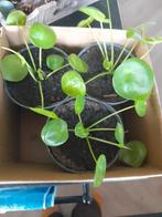 Te koop kleine pannenkoek plantjes in potje, zakgeld dochter, Ophalen, Overige soorten, Halfschaduw, Minder dan 100 cm