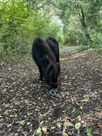 Shetland merrie, Dieren en Toebehoren, Pony's, Merrie, A pony (tot 1.17m), Gechipt