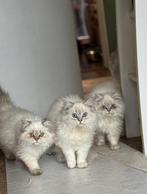 British Longhair kittens – 4 maanden – gezond en speels, Dieren en Toebehoren