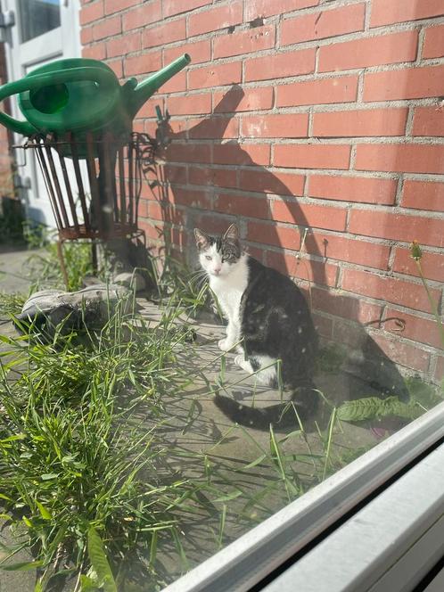 Poes op zoek naar liefdevol huis, Dieren en Toebehoren, Katten en Kittens | Raskatten | Korthaar, Poes