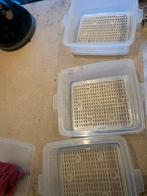 Silvercrest Stoomkoker - Perfect voor gezonde maaltijden!, Ophalen, Gebruikt