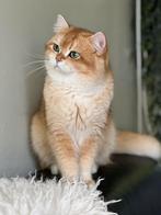 Brits korthaar dekkater( niet te koop), Kater, Met stamboom