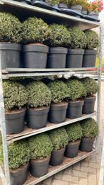 Mooie grote ilex bollen 2 voor €50, Tuin en Terras, Planten | Tuinplanten, Ophalen