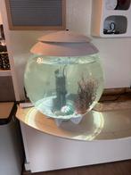Biorb, Ophalen, Gebruikt, Leeg aquarium