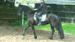 Friese stamboekmerrie 7 jaar, Dieren en Toebehoren, Paarden, Merrie, Gechipt, Niet van toepassing, 7 tot 10 jaar