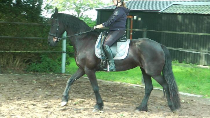 Friese stamboekmerrie 7 jaar, Dieren en Toebehoren, Paarden, Merrie, Niet van toepassing, 160 tot 165 cm, 7 tot 10 jaar, Recreatiepaard