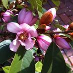 Fairy Magnolia ‘Blush’ / wintergroene Magnolia / nieuw ‼️‼️, In pot, Lente, Volle zon, 250 tot 400 cm