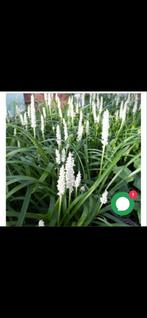 Liriope muscari 'Monroe White' - leliegras, Ophalen, Vaste plant, Siergrassen, Halfschaduw