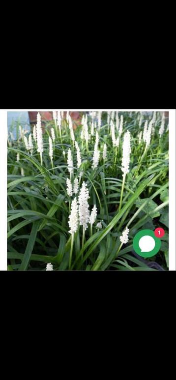Liriope muscari 'Monroe White' - leliegras beschikbaar voor biedingen