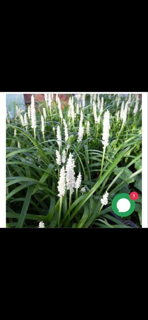 Liriope muscari 'Monroe White' - leliegras, Tuin en Terras, Planten | Tuinplanten, Vaste plant, Siergrassen, Halfschaduw, Zomer