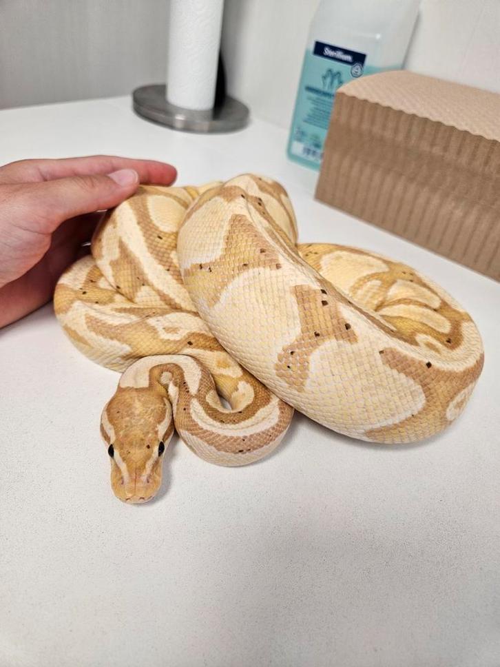Banana Fire 0.1 Bewezen kweekdame Python Regius, Dieren en Toebehoren, Reptielen en Amfibieën, Slang, 0 tot 2 jaar