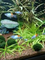Platy groot en klein te koop, Dieren en Toebehoren, Vissen | Aquariumvissen, Vis