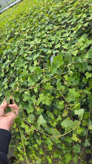 Hedera Hibernica - klimop - goedkoop - lange ranken - SALE beschikbaar voor biedingen