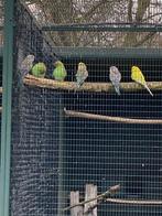 Grasparkieten, Meerdere dieren, Parkiet
