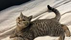 Britse korthaar mannetje, Dieren en Toebehoren, Katten en Kittens | Overige Katten, Kater