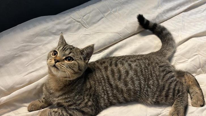 Britse korthaar mannetje, Dieren en Toebehoren, Katten en Kittens | Overige Katten, Kater
