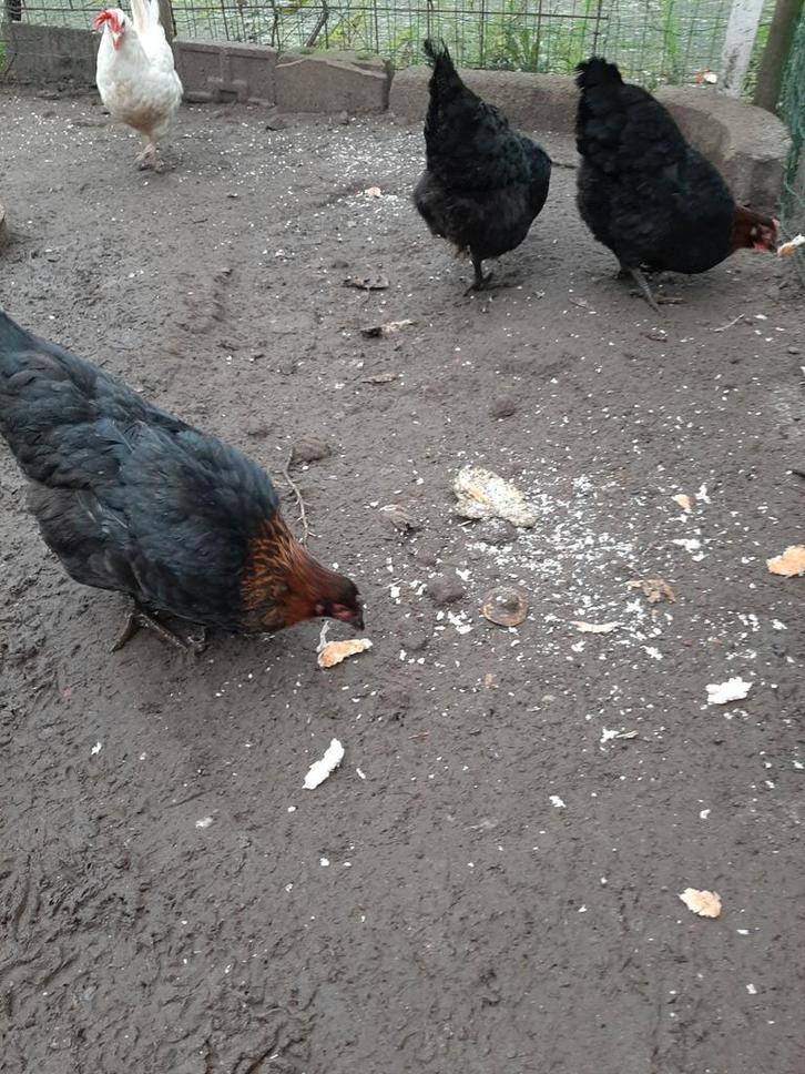 Sussex  Jonge Kippen, grote ras., Dieren en Toebehoren, Pluimvee, Kip, Vrouwelijk