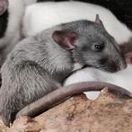 Ratjes te koop, Dieren en Toebehoren, Knaagdieren, Meerdere dieren, Rat