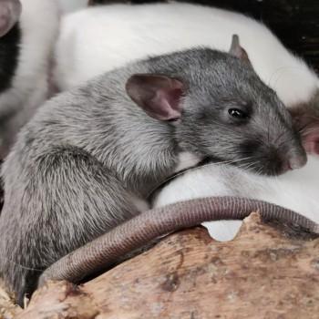 Ratjes te koop, Dieren en Toebehoren, Knaagdieren, Meerdere dieren, Rat
