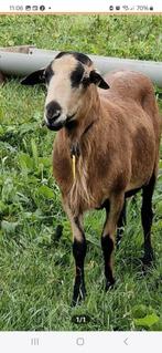 Barbados black belly rammen,  zwoegervrij, Dieren en Toebehoren, Mannelijk, Schaap, 0 tot 2 jaar