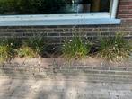 Siergras 6 stuks, Tuin en Terras, Planten | Bomen, Ophalen, Halfschaduw, Overige soorten, Minder dan 100 cm