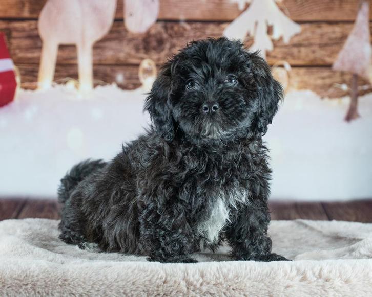 Heel leuk nestje maltipoo pups 21-12, Dieren en Toebehoren, Honden | Chihuahua's en Gezelschapshonden, Meerdere dieren, Overige rassen