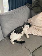 Dexter Buiten/binnen kater zoekt nieuw huisje, Dieren en Toebehoren, Katten en Kittens | Overige Katten, Kater