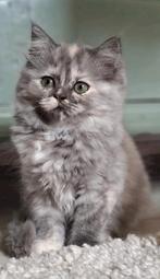🩷 Lieve & prachtige langharige kitten 🩷, Dieren en Toebehoren, Katten en Kittens | Raskatten | Langhaar, Poes, Ontwormd, 0 tot 2 jaar