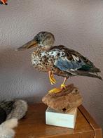 Slobeend taxidermie, Ophalen of Verzenden, Nieuw, Opgezet dier