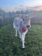 Zeer mooi klein mini zeboe vaars kalfje, November, Vrouwelijk