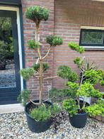 Vormsnoei pinus lariks taxus ilex, Ophalen, Bloeit niet, Overige soorten, Minder dan 100 cm