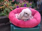 Prachtig Mini Lop rammetje te reserveren, Mannelijk, Klein, Hangoor, 0 tot 2 jaar