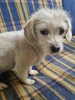 PUPJE STAR één BROK LIEFDE KOMT IN JANUARI NAAR NL, Particulier, Rabiës (hondsdolheid), 15 weken tot 1 jaar, Buitenland