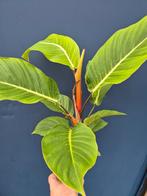 Philodendron Geniculatum p14 (1), Ophalen of Verzenden, Halfschaduw, Minder dan 100 cm