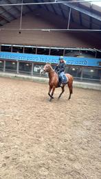 Engelse volbloed merrie, Dieren en Toebehoren, Paarden, B, 7 tot 10 jaar, 160 tot 165 cm, Recreatiepaard