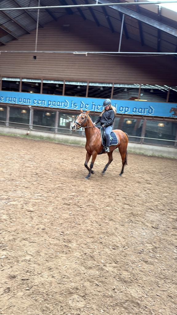 Engelse volbloed merrie, Dieren en Toebehoren, Paarden, Merrie, B, 160 tot 165 cm, 7 tot 10 jaar, Recreatiepaard, Gechipt, Ontwormd